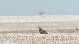 Video of Common Buzzard - Common Buzzard is hunting in the winter
